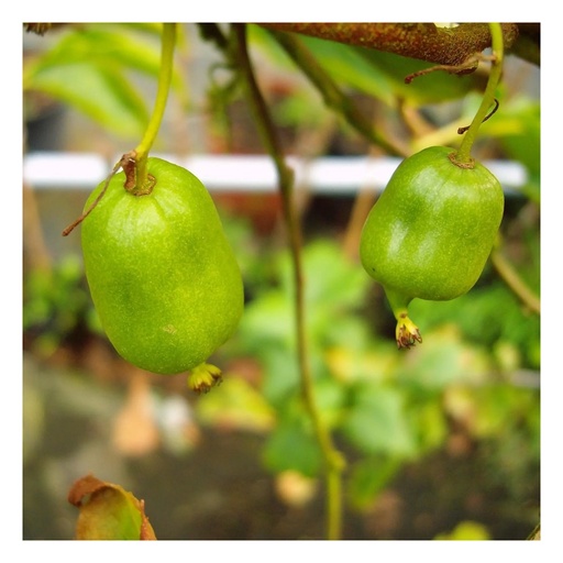 "Kiwi "Bayernkiwi männlich", 3,5L-Container image"
