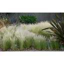 Aufblühendes Set von 8 Stipa Pferdeschwanz-Federgras - 40-50 cm