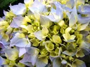 Hortensie "Endless Summer", blau, 5 Liter Topf