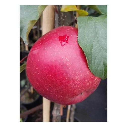 "Apfel "Rubinette Rosso" Halbstamm, im 10L-Container image"
