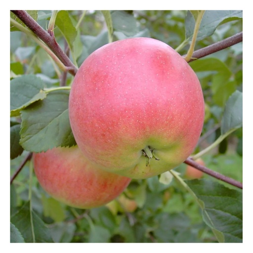 "Apfel "Rubinola" Busch, im 10L-Container image"