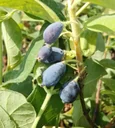 Sib. Blaubeere "Blue Velvet", im 3,5L-Container