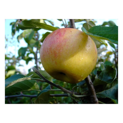 "Apfel "Dülmener Rosenapfel" Busch, im 10L-Container image"