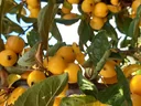 Zierapfel Golden Hornet - Malus - 7 L Topf 80-100 cm