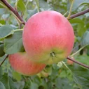 Apfel "Rubinola" Halbstamm, im 10L-Container