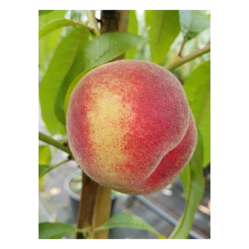 "Pfirsich "Kernechter v. Vorgebirge" Busch, 10L-Container image"