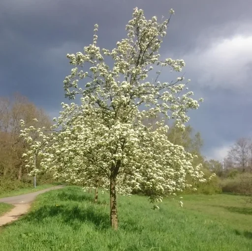 ""Bienenbaum", im 3,5L-Container image"