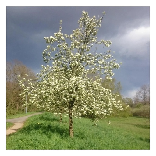 ""Bienenbaum", im 3,5L-Container image"