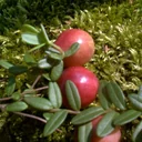 Cranberry, im 3,5L-Container