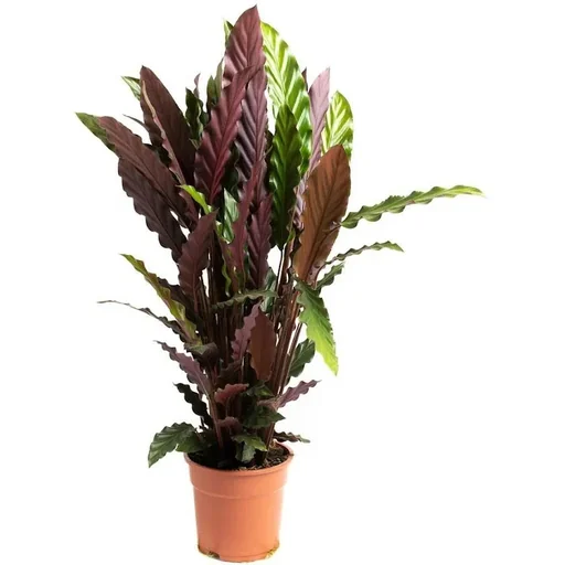 "Aufblühende Pfauenpflanze - Calathea Rufibarba - Groß - 50-60cm - 1 Stück image"