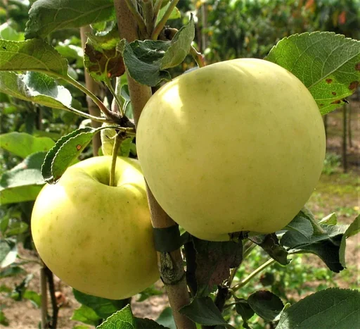 "Apfel "Weißer Klarapfel" Busch, im 10L-Container image"