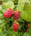 Tayberry 3,5L-Container, Kreuzung zwischen Himbeere und Brombeere
