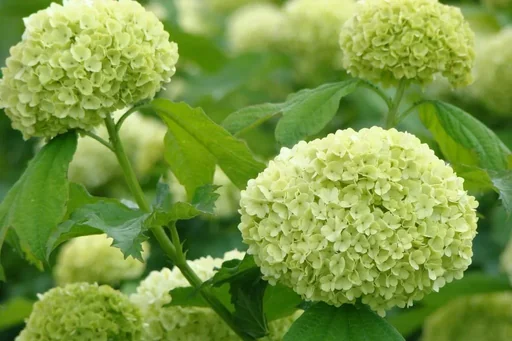 "Schneeball gewöhnlich Roseum - Viburnum opulus - 7.5 L Topf 80-100 cm image"