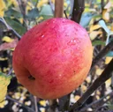 Apfel "Rebella" Halbstamm, im 10L-Container