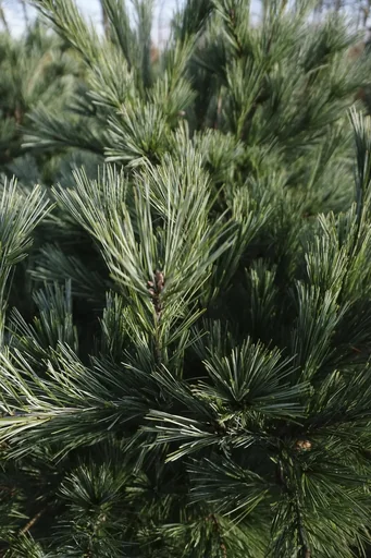 "Seidenkiefer, Pinus strobus "Macopin", 7,5 Liter Topf, 30-40 cm hoch image"