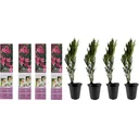 Blühendes Thunbergia-Set - 3 Stück - 30-38 cm