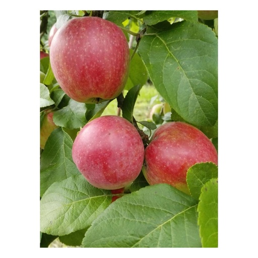 "Apfel "Jamba" Busch im 10L-Container image"