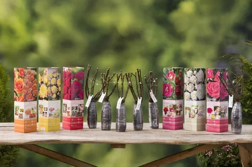 "Aufblühendes Set aus 6 großblumigen Rosen 30-40 cm image"