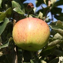 Apfel "Jonagold" Busch, im 10L-Container