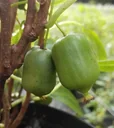 Kiwi "Super Issai", 3,5L-Container