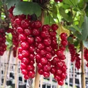 Johannisbeere rot "Rolan" Busch, im 5L-Container