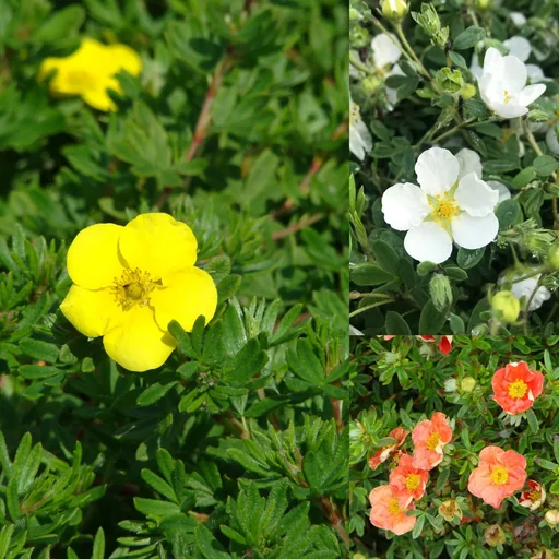 "Fünf-Fingerstrauch, Potentilla, in Sorten, 6 Liter Topf, 3 Stück im Set, 1 x Fünffingerstrauch "Red Ace" rot, 1 x Fünffingerstrauch "Kobold" gelb, 1 x Fünffingerstrauch "Abbotswood" weiß image"