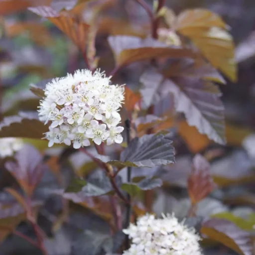 "Fasanenspiere Lady in Red -R- - Physocarpus opulifolius - 12 L Topf 100-125 cm image"