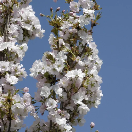 "Säulenkirsche japanisch Prunus serrulata Amanogawa - 7 L Topf 80-100 cm image"