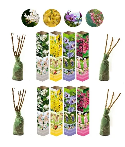 "Aufblühendes Set aus 8 Ziersträuchern 50 - 70 cm image"