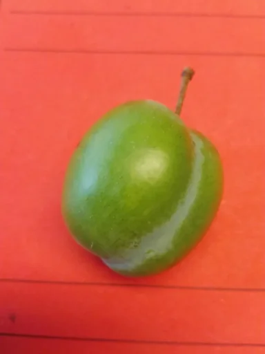 "Reneklode "Gr. Grüne Reneklkode" Busch, im 10L-Container, sehr frosthart, saftig, sehr süß und aromatisch image"