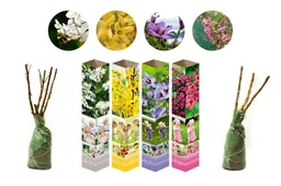 Flower-up 4er-Set Ziersträucher 50 - 70 cm