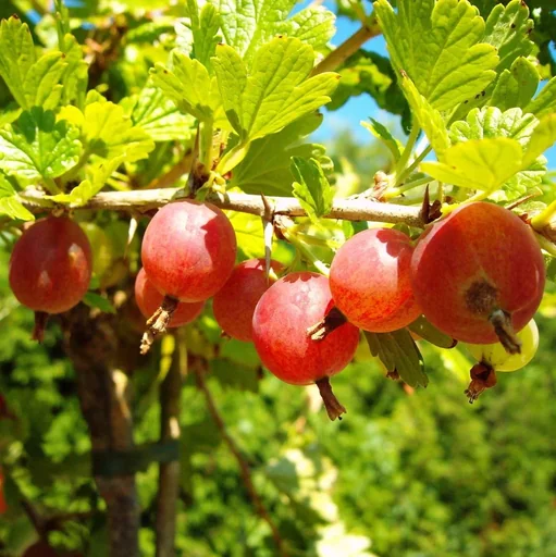 "Stachelbeere rot "Hinnonmäki" Busch, im 5L-Container image"