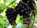 Weinrebe "Kyoho", 3,5L-Container