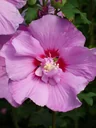 Garteneibisch Eruption - Hibiscus syriacus - 7.5 L Topf 70-80 cm