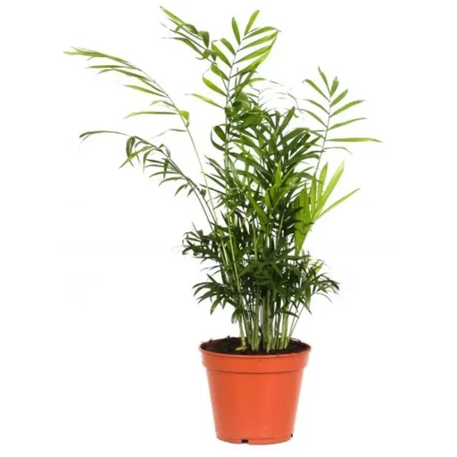 "Aufblühende mexikanische Bergpalme - Chamaedorea Elegans - Groß - 50-60Cm - 1 Stück image"
