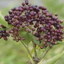 Schwarzer Holunder Sambucus nigra - 7.5 L Topf 80-100 cm