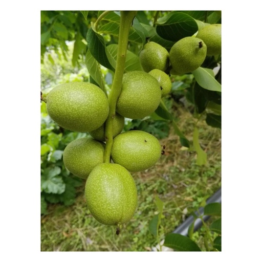 "Walnuss "Franquette", 10L-Container, grosse Nüsse image"