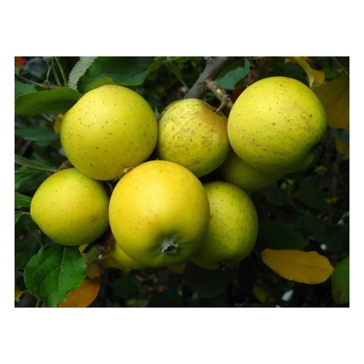 "Säulenapfel "Ananasrenette", 7,5L-Container, fest, saftig, einzigartiges Aroma image"