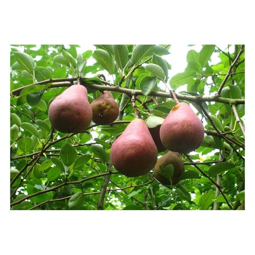 "Birne "Rote Williams" Busch, im 10L-Container, vollsaftig, schmelzend, süß-säuerlich, aromatisch image"