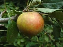 Apfel "Holsteiner Cox" Busch, im 10L-Container