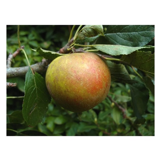 "Apfel "Holsteiner Cox" Busch, im 10L-Container image"