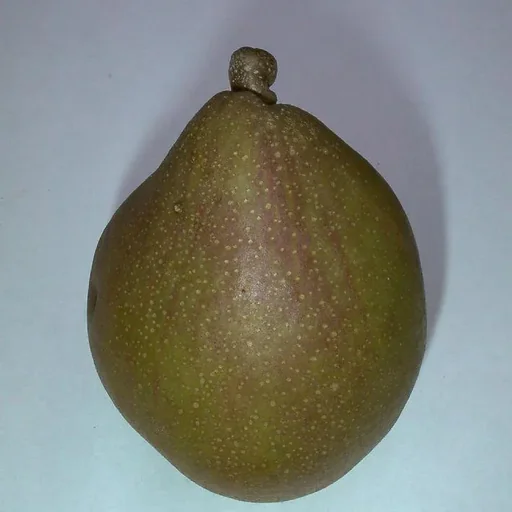 "Birne "Gellerts Butterbirne" Halbstamm, im 10L-Container, saftig schmelzendes Fruchtfleisch image"