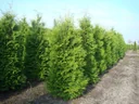 Lebensbaum Brabant - Thuja occidentalis - 7.5 L Topf 80-100 cm
