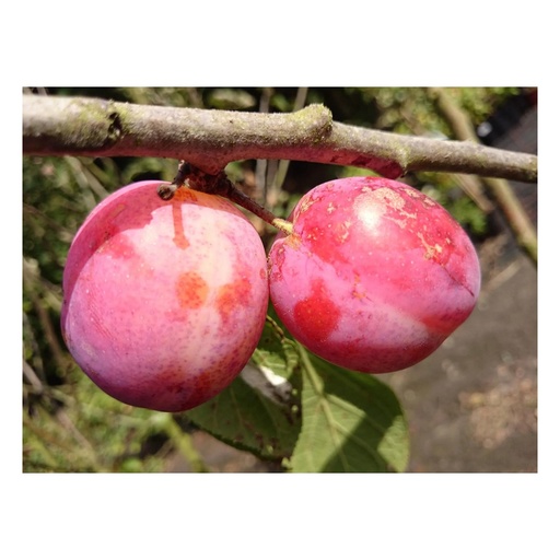 "Pflaume "Königin Viktoria" Busch, im 10-Container, sehr frosthart, honigfarbenes, saftiges Fruchtfleisch image"