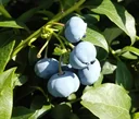 Garten-Heidelbeere "Bluecrop", im 3,5L-Container