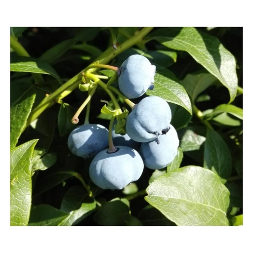 Garten-Heidelbeere Bluecrop, 3,5L-Container