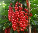 Johannisbeere rot "Rovada" Hochstamm, im 4L-Container