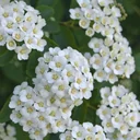 Prachtspiere Spiraea vanhouttei - 12 L Topf 100-125 cm