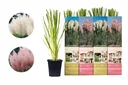 Flower-up Set mit 4 Pampasgras-Pflanzen 30-40 cm