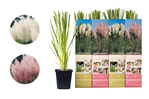 "Flower-up Set mit 4 Pampasgras-Pflanzen 30-40 cm image"